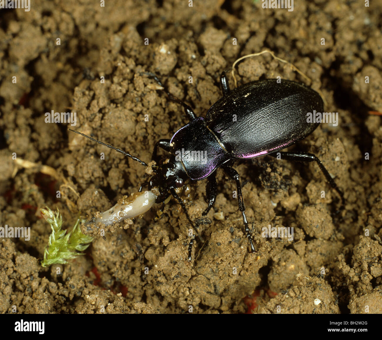 Violet ground beetle or rain beetle (Carabus violaceus) feeding on a slug a ground active pest, Devon, June Stock Photo