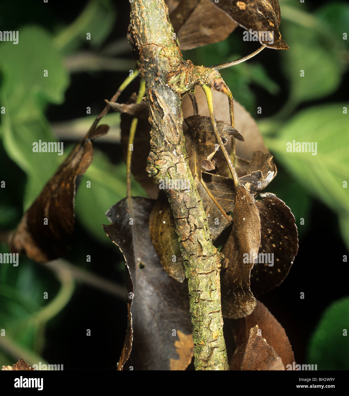 Leaves dying back on pear branch infected with canker Neonectria ditissima Stock Photo