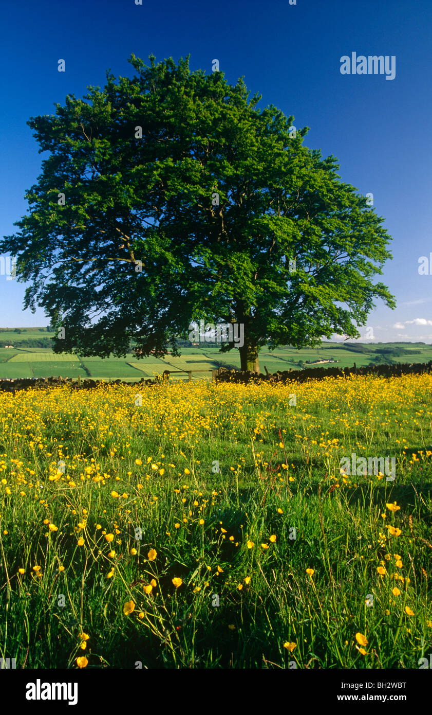 A summer view of a hay meadow near Haydon Bridge on a clear sunny evening Stock Photo
