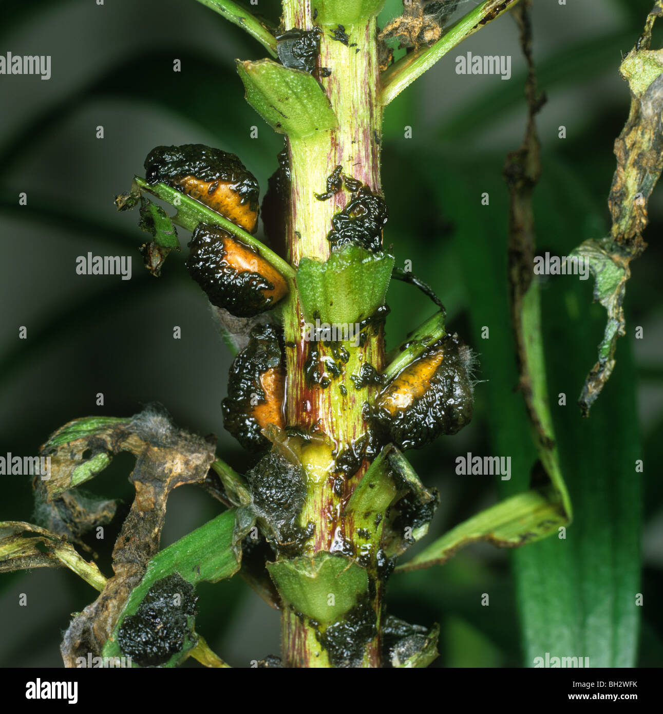 Lily beetle (Lilioceris lilii) sticky unpleasant larva on a damaged lily leaf Stock Photo