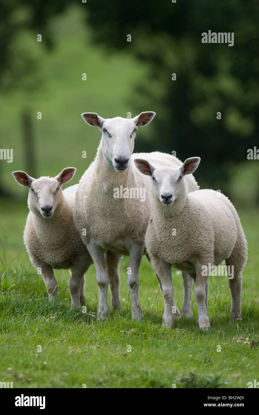 Ewe and Lambs Stock Photo