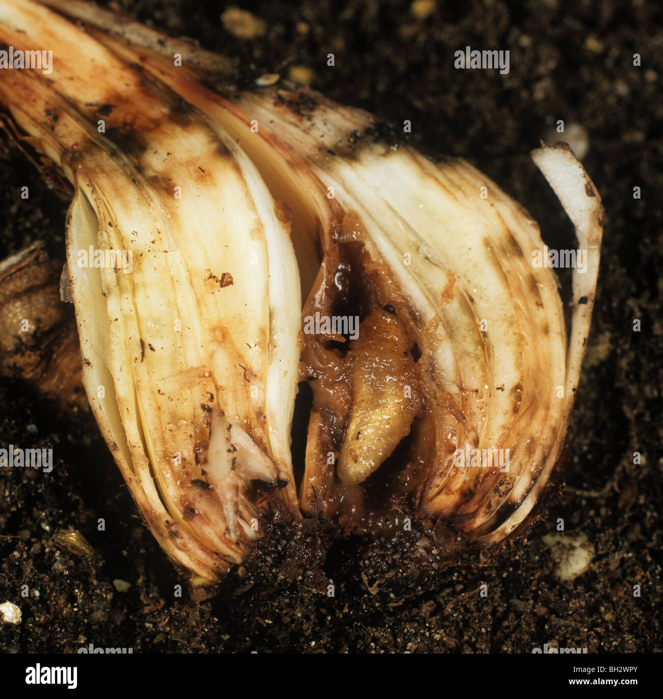 Large narcissus fly (Merodon equestris) larva in sectioned Narcissus bulb Stock Photo