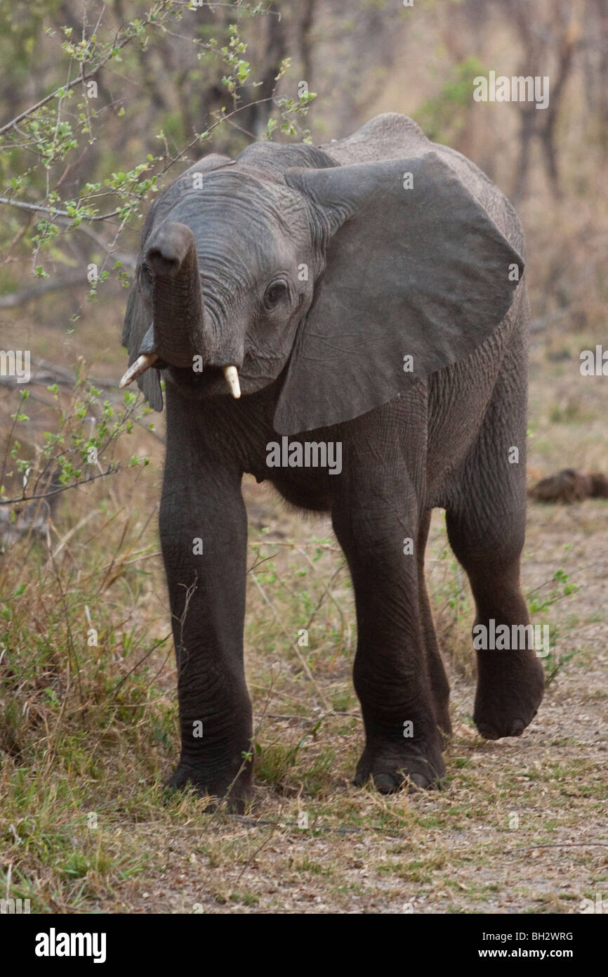 Namibias national animal hi-res stock photography and images - Alamy