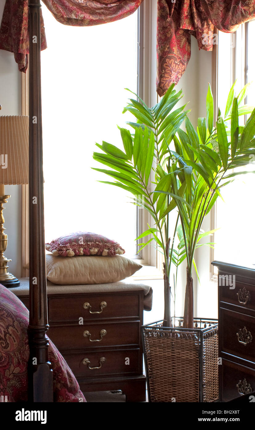 Palm tree in bedroom setting Stock Photo