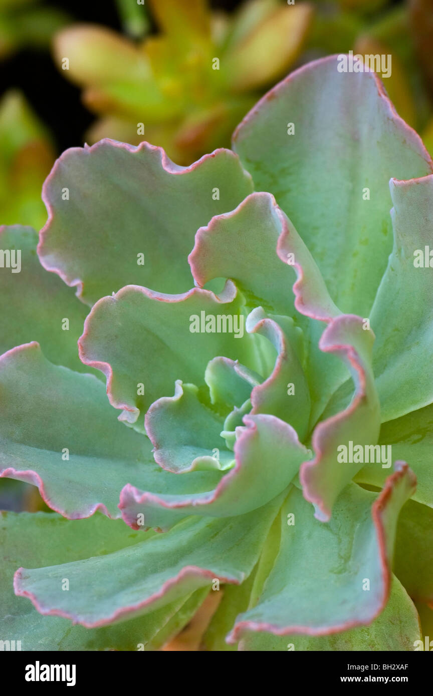 Echeveria with pink edges Stock Photo