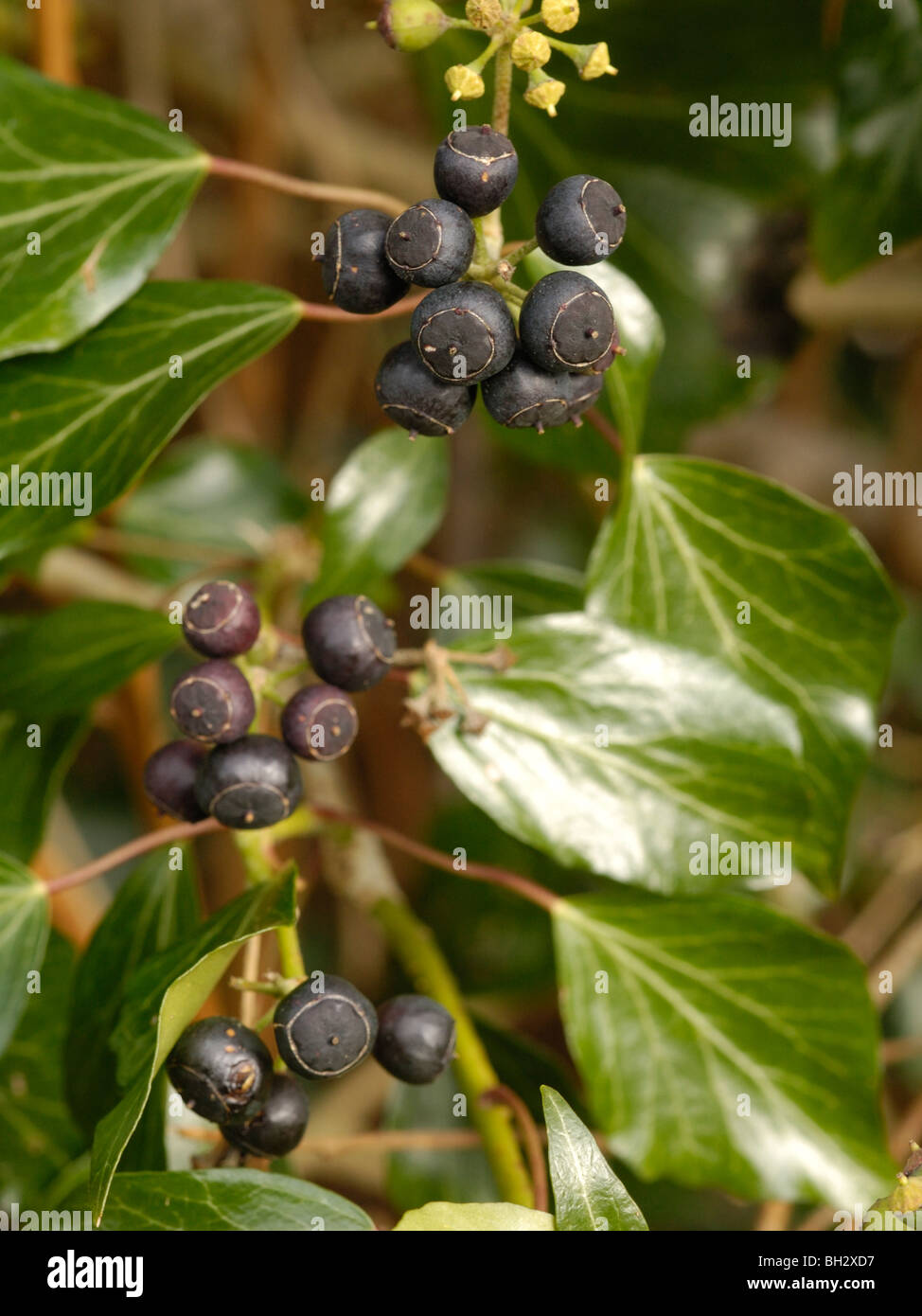 Atlantic Ivy, hedera hibernica Stock Photo