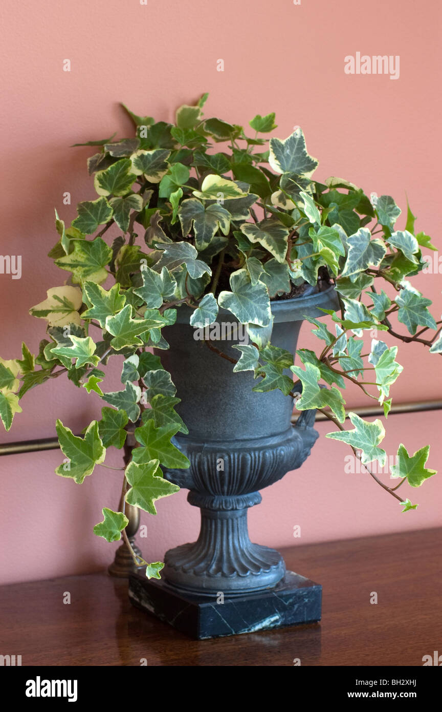 Hededra Ivy displayed in urn Stock Photo