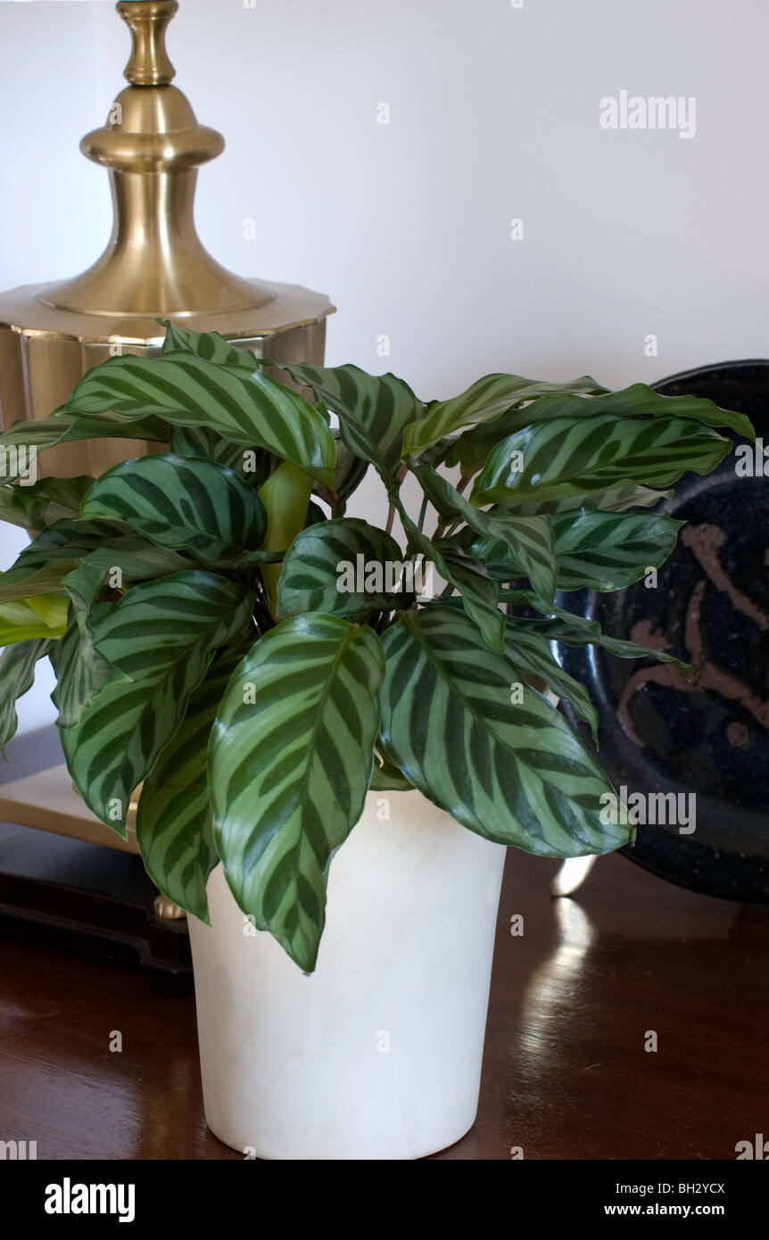 Ctanthe, Prayer Plant, Stock Photo