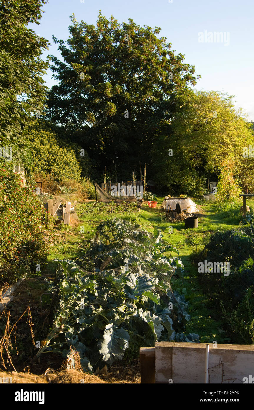 Broccoli (Brassica oleracea var. italica) growing under netting on an allotment plot. The