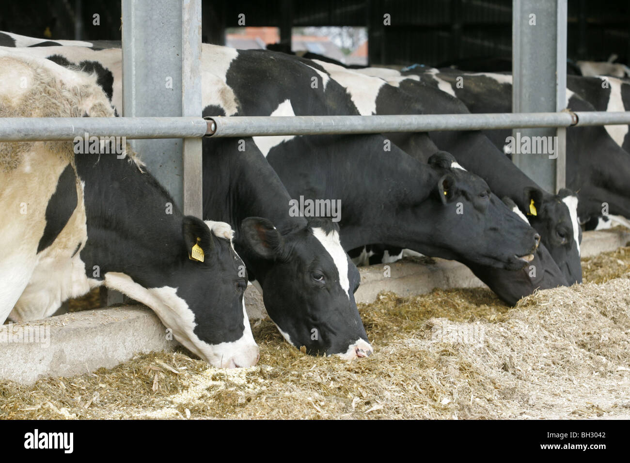 Holstein Dairy Cows Eating Silage Stock Photo