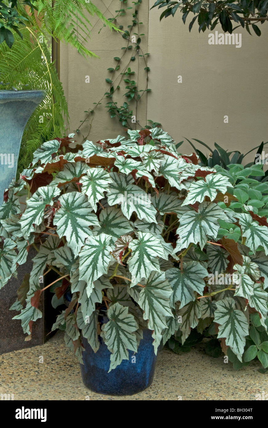 Begonia  in Ceramic Container Stock Photo
