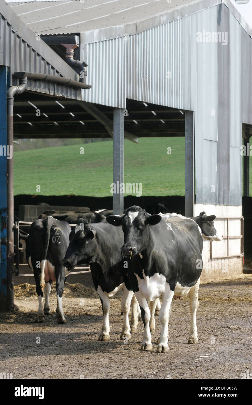 Holstein Dairy Cows On A Farm Stock Photo - Alamy