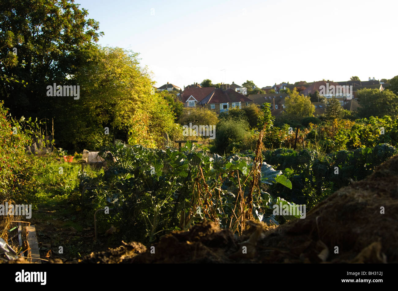 Broccoli (Brassica oleracea var. italica) growing under netting on an allotment plot. The