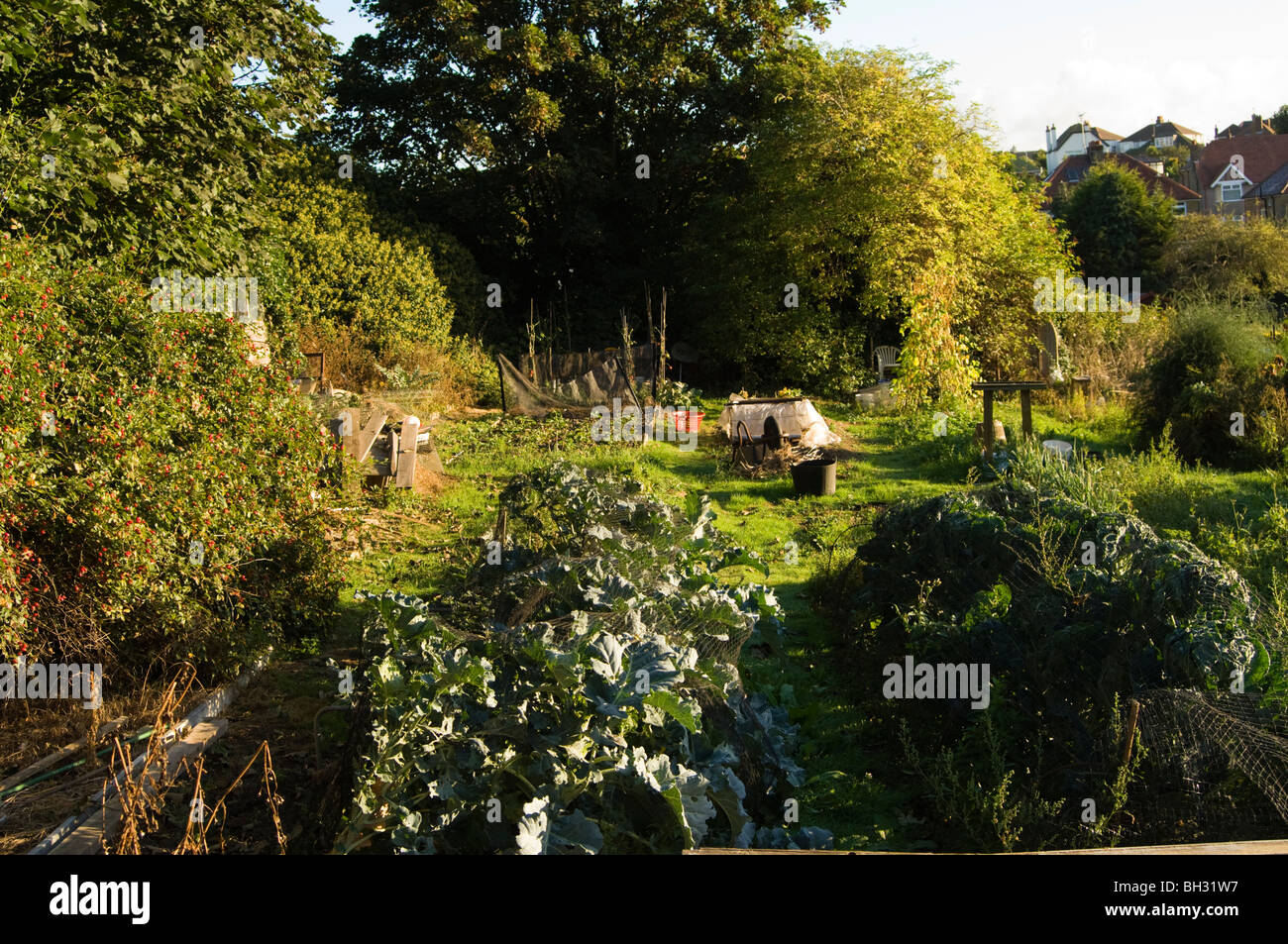 Broccoli (Brassica oleracea var. italica) growing under netting on an allotment plot. The