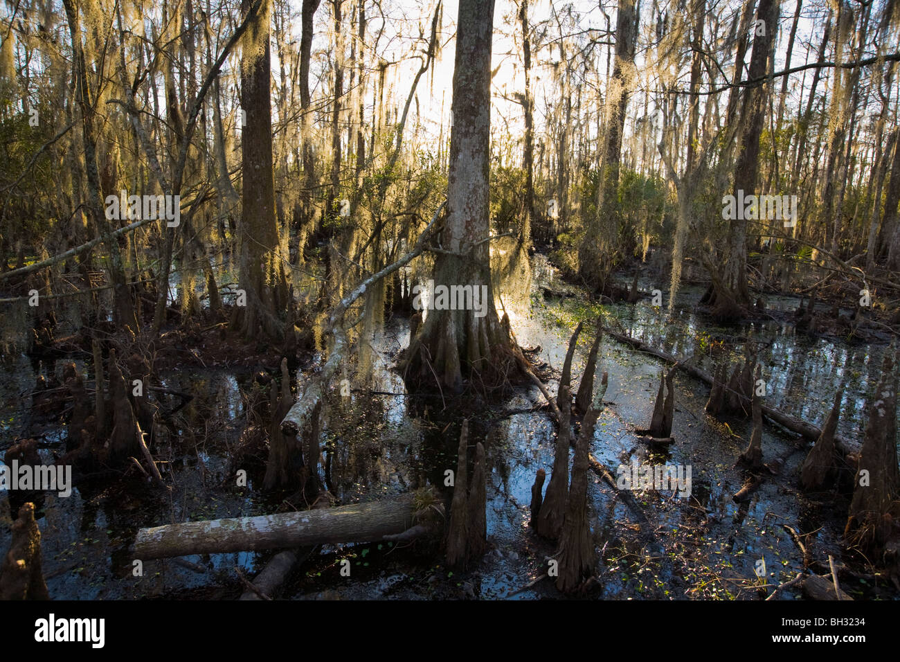 Bald cypress swamp at Barataria Preserve, Marrero, Louisiana, Jean Lafitte National Park Stock Photo
