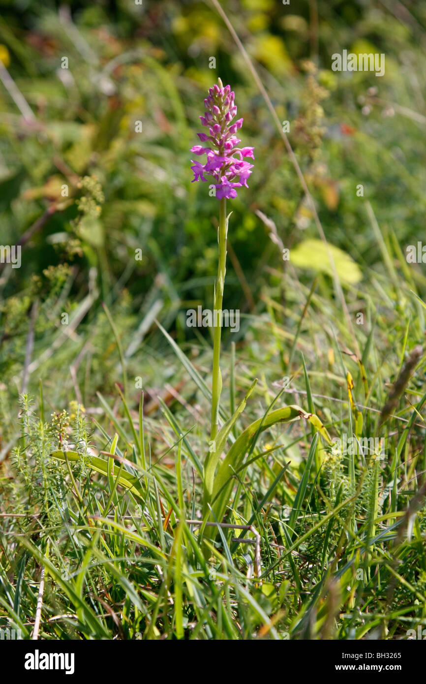 Flowering Fragrant Orchid on the Burren, County Clare. Stock Photo