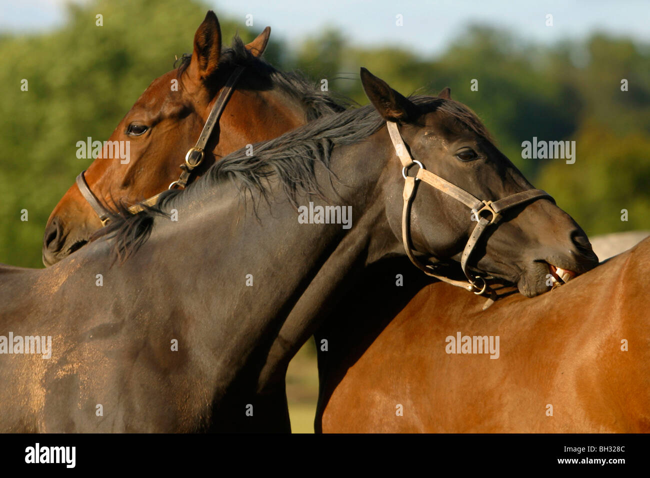 FRENCH SADDLE HORSE AT THE STUD FARM, ORNE (61), FRANCE Stock Photo Alamy
