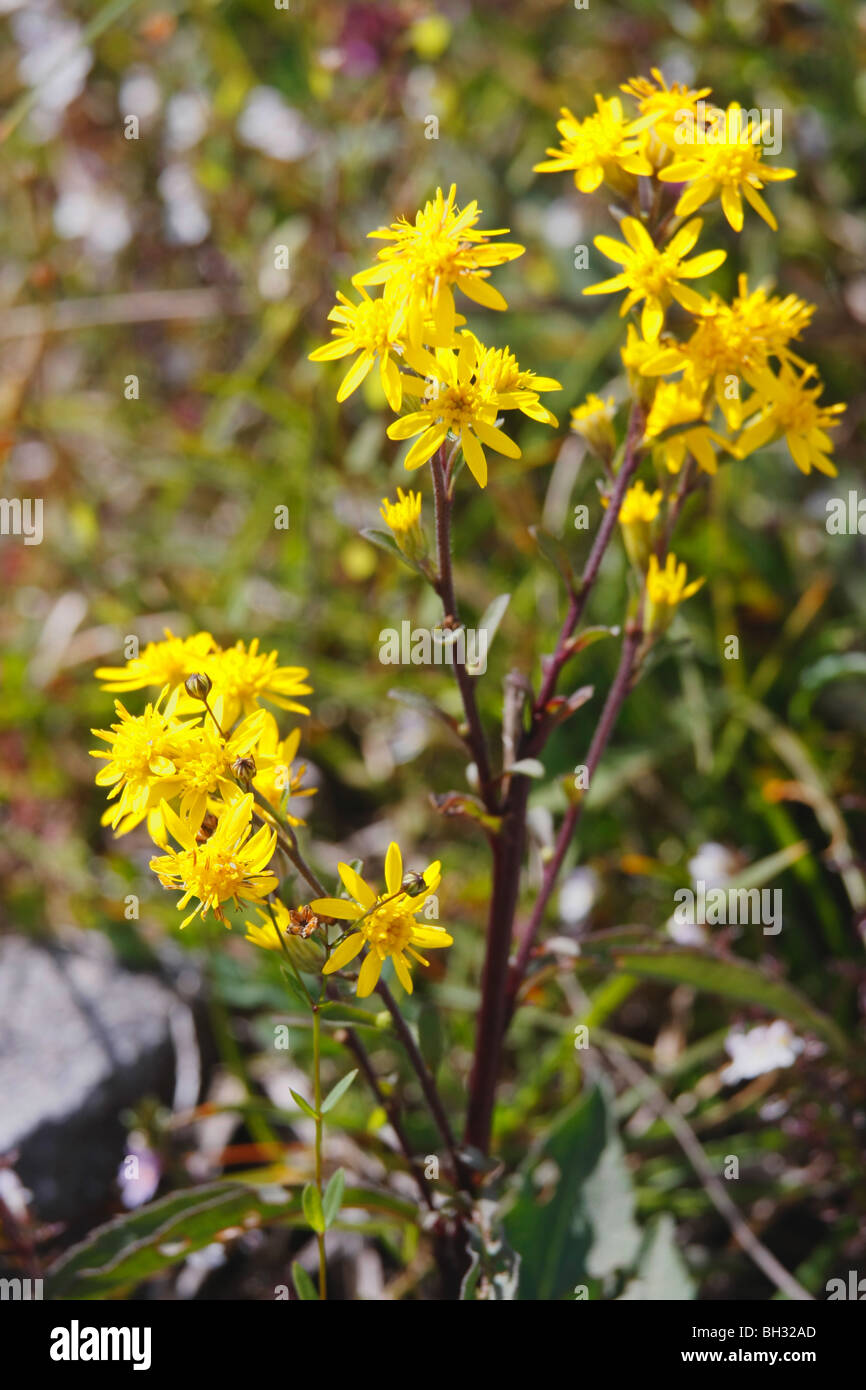 Golden Rod on the Burren, County Clare, Eire. Stock Photo