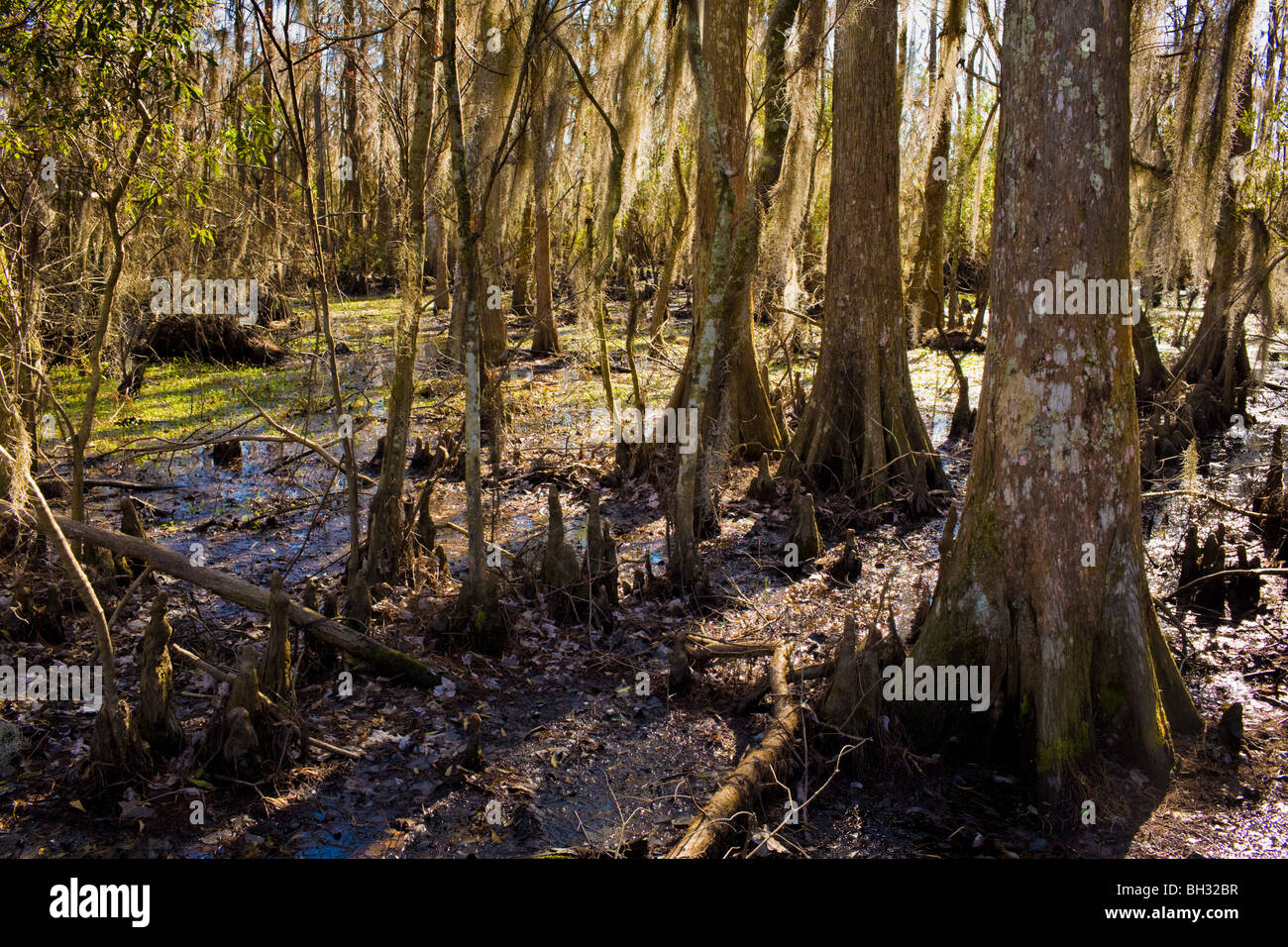 Bald cypress swamp at Barataria Preserve, Marrero, Louisiana, Jean