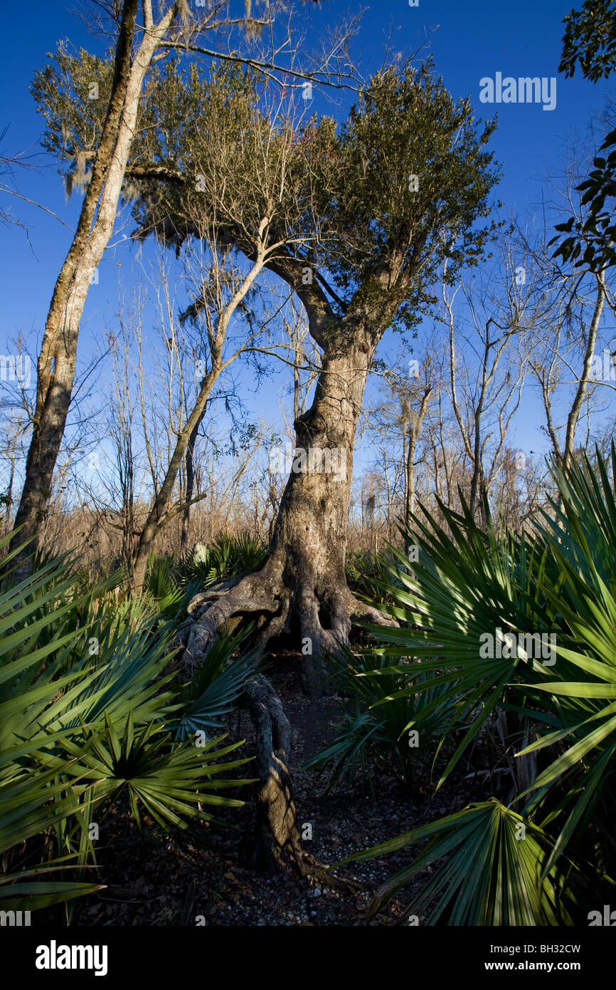 Live oak and dwarf palmettos at Barataria Preserve, Marrero, Louisiana, Jean Lafitte National Park Stock Photo