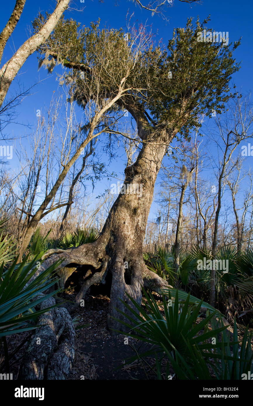 Live oak and dwarf palmettos at Barataria Preserve, Marrero, Louisiana