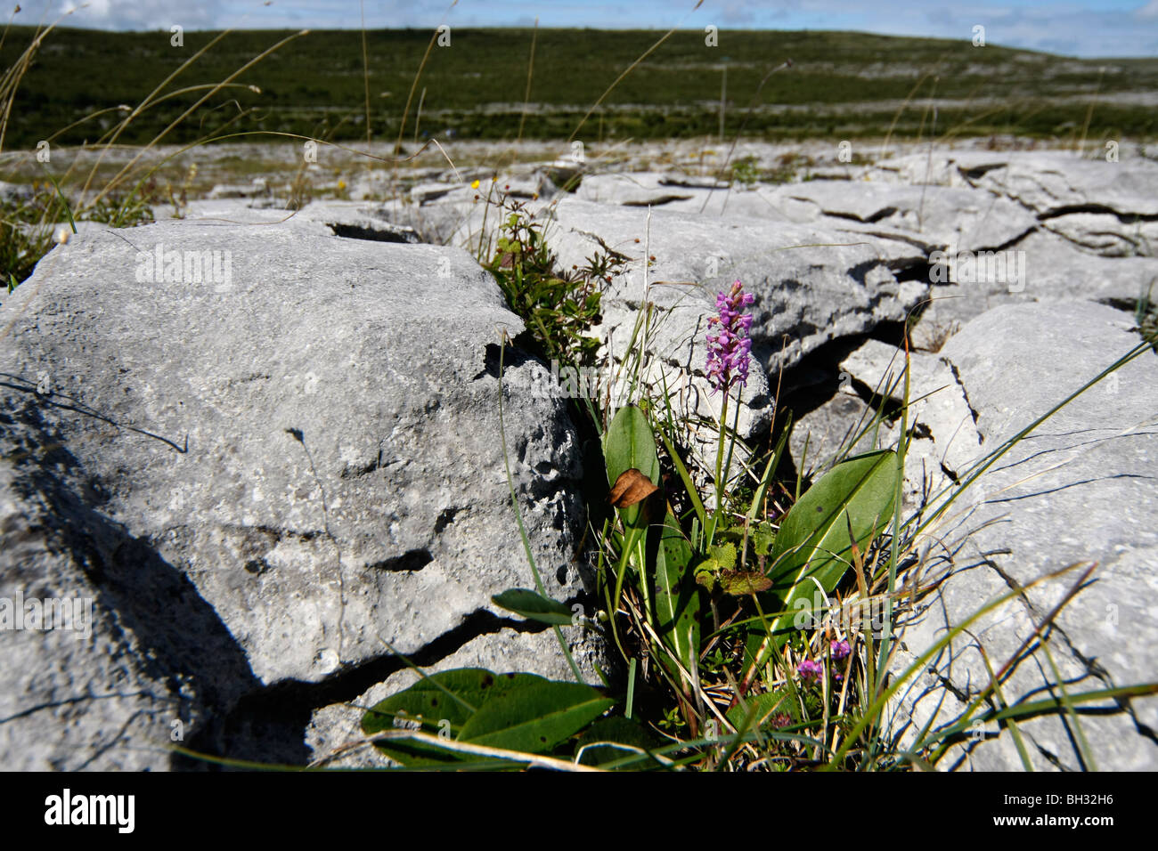 Fragrant Orchid on the Burren, County Clare, Eire. Stock Photo