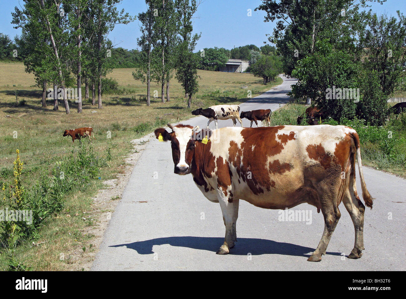 Primholstein herd of holstein cows in the road hires stock photography