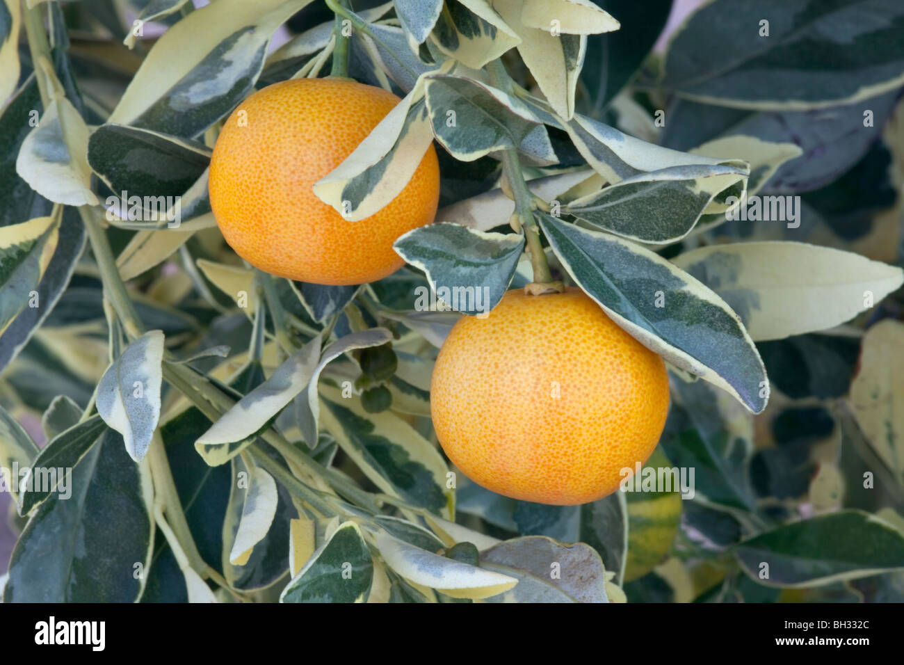 Maturing Yuzu fruit, branch 'Citrus junos', Stock Photo