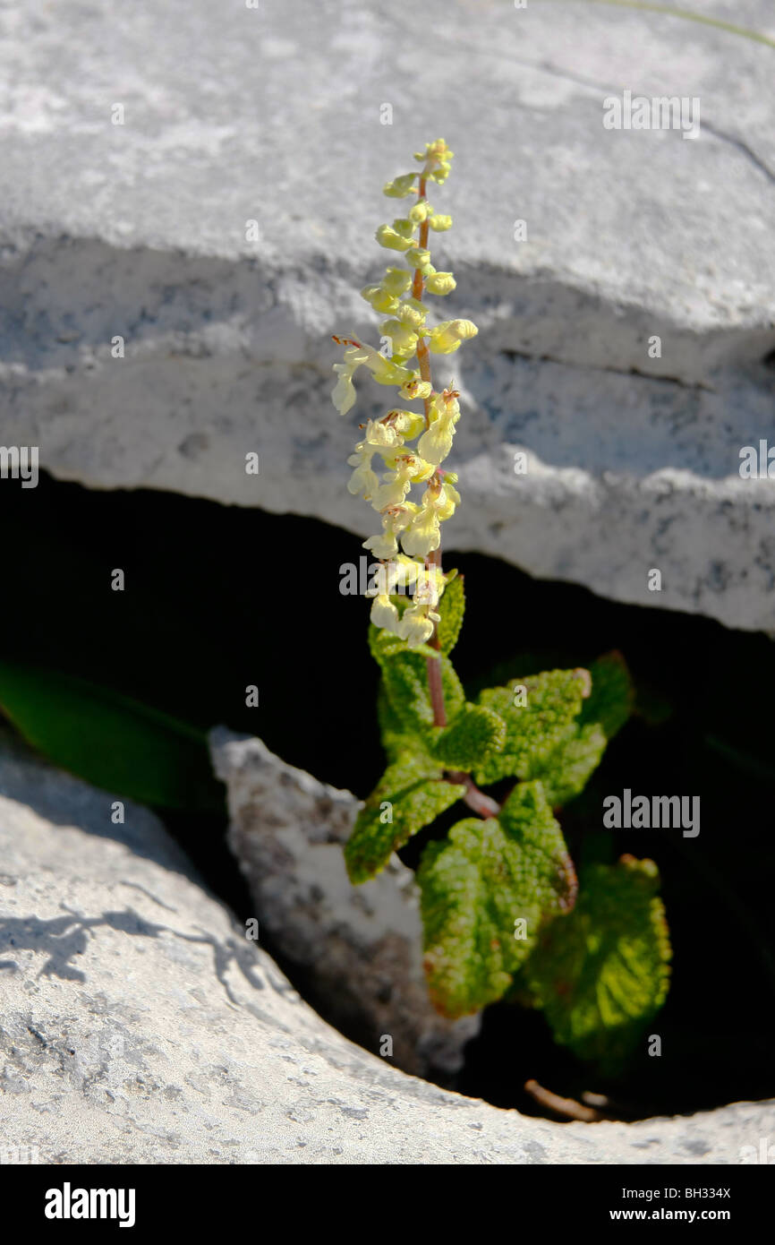 Wood Sage on the Burren, County Clare, Eire. Stock Photo