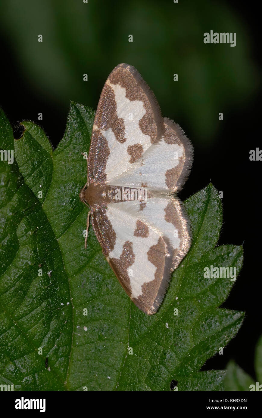 Clouded Border Moth, Lomaspilis marginata, Wales, UK Stock Photo - Alamy