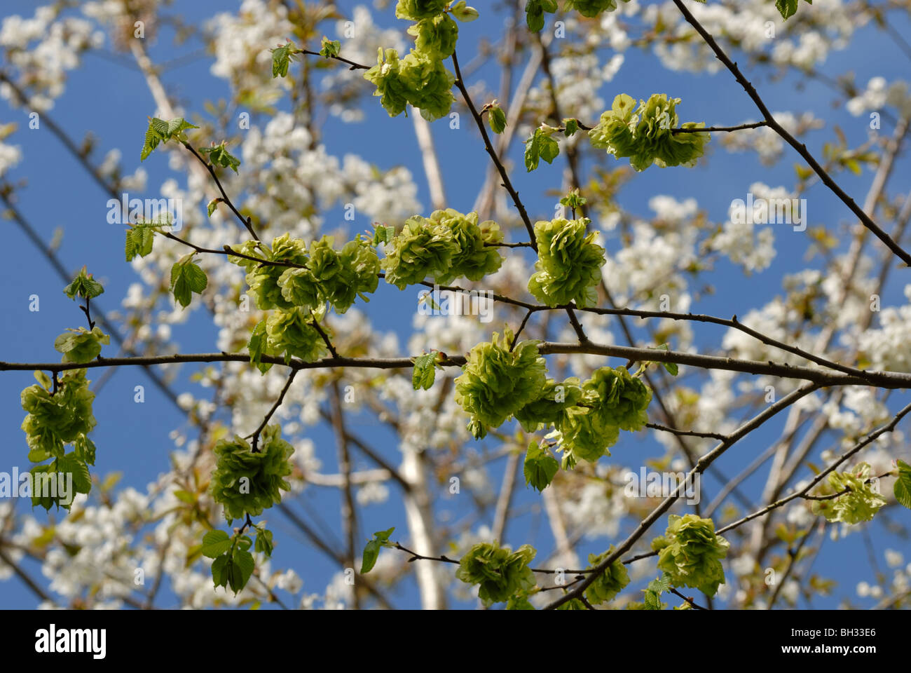 Flowers of Wych Elm, Ulmus glabra and Wild Cherry or Gean, Prunus avium, Wales. Stock Photo