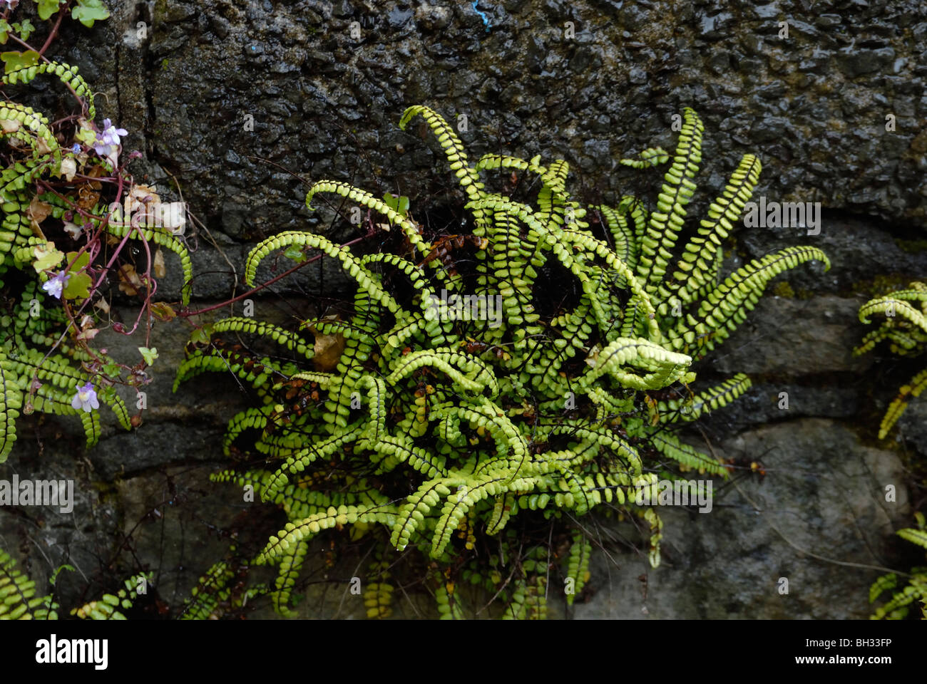 Common Wall Spleenwort, Asplenium trichomanes, Wales, UK. Stock Photo