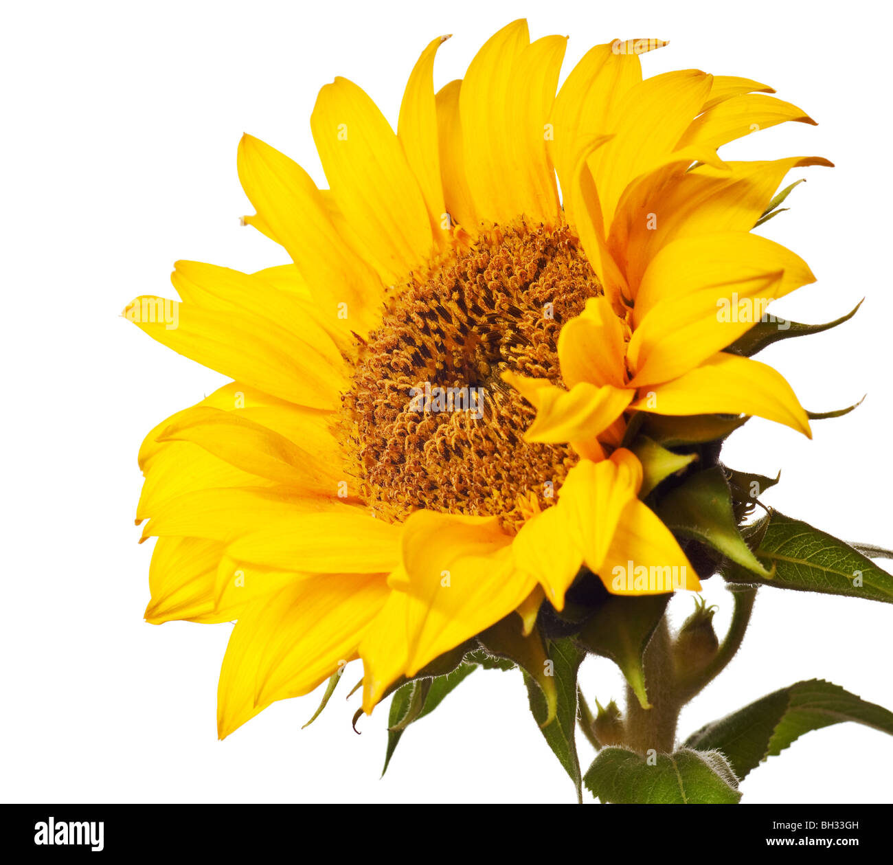sunflower isolated on a pure white background Stock Photo - Alamy