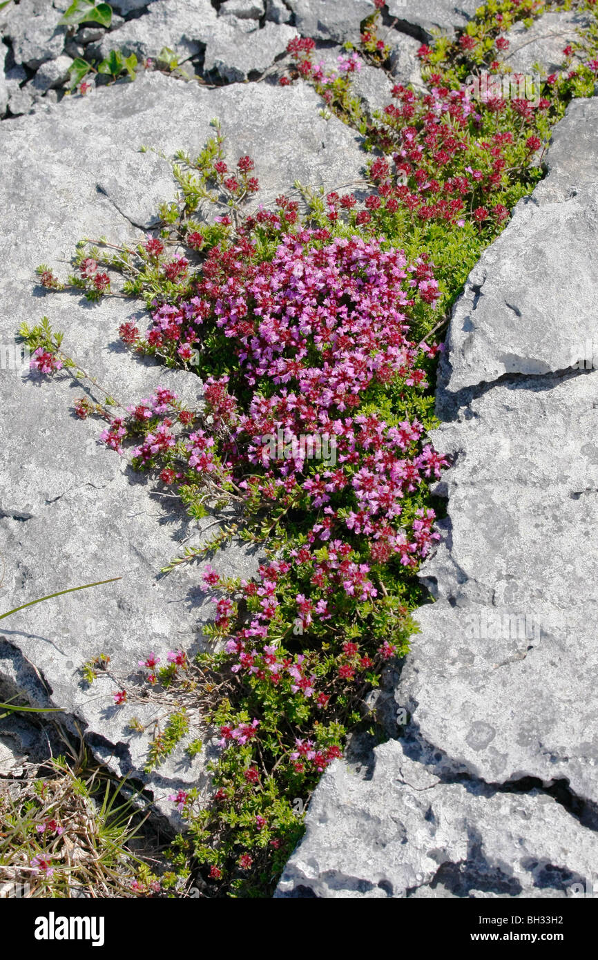 Wild Thyme on the Burren, County Clare, Eire. Stock Photo