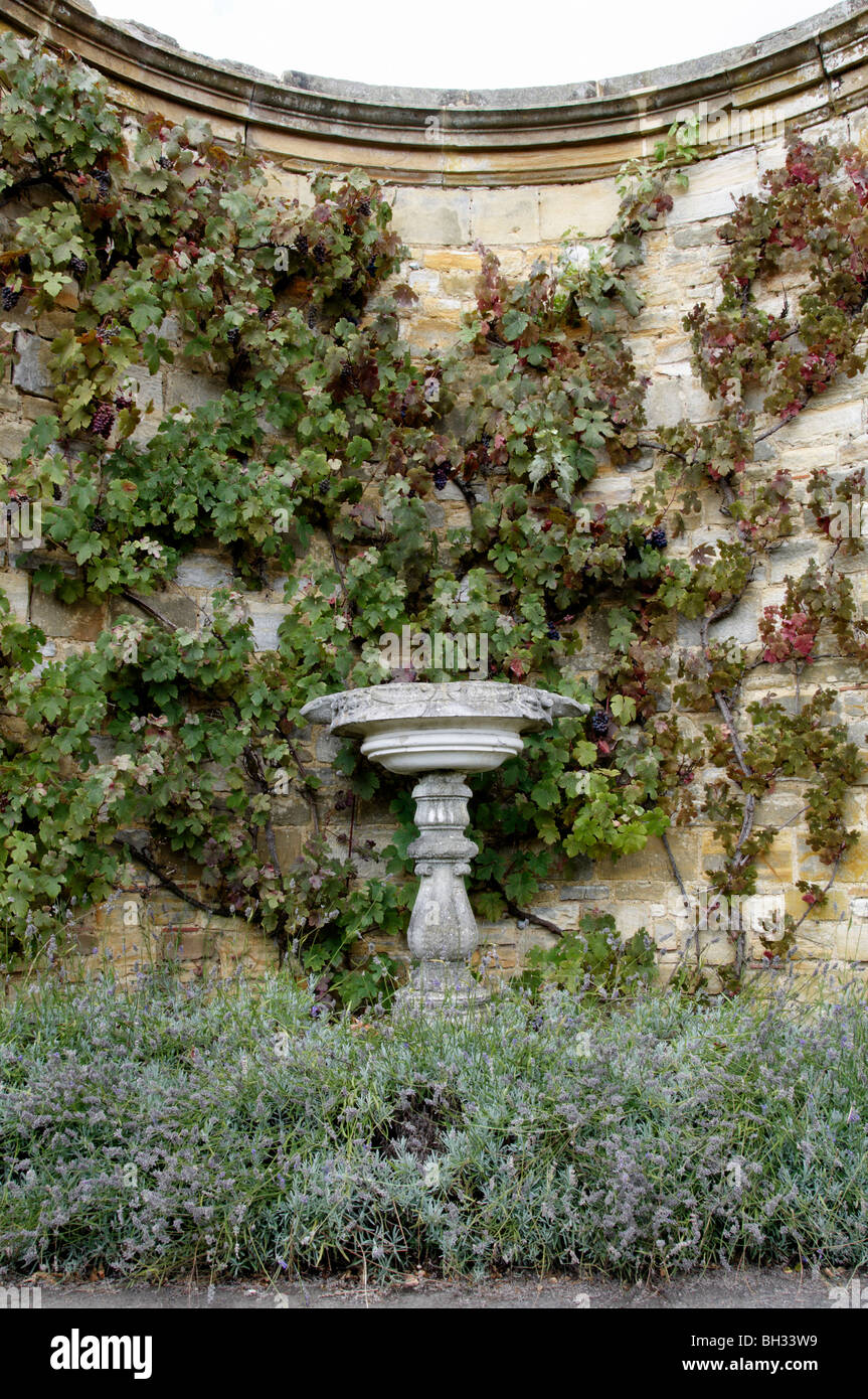 A stone bird-bath with a grape vine growing up a wall in the background Stock Photo