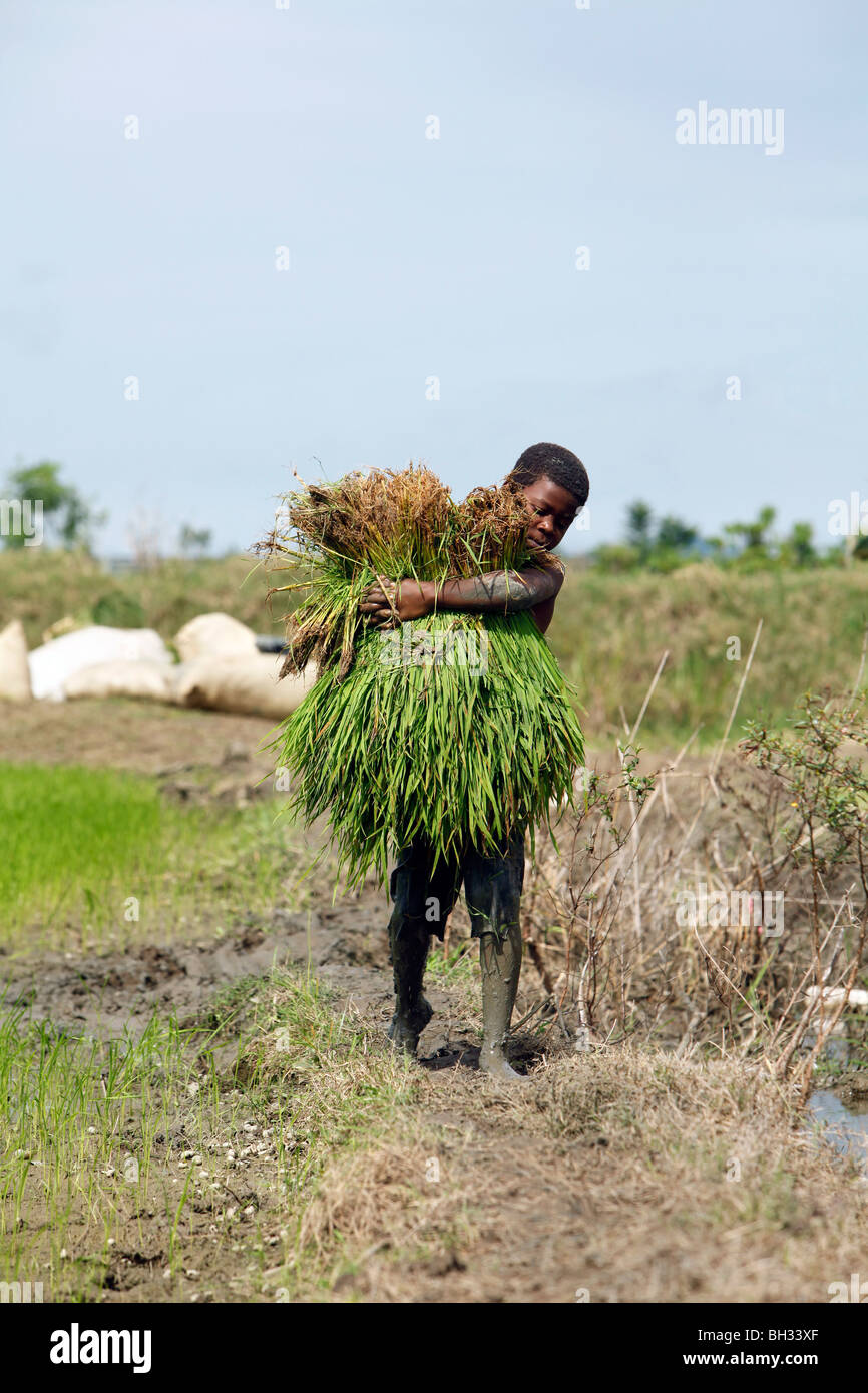 An immigrant Haitian boy carries rice for planting in the rice paddy ...
