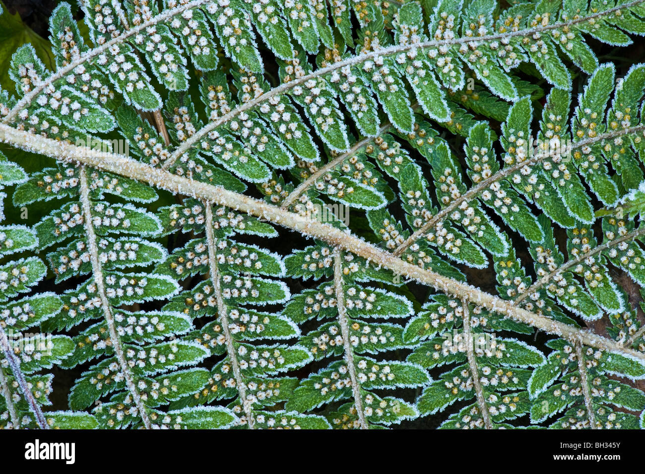 Underside of a fern leaf with spores, seeds, in the frost. Stock Photo