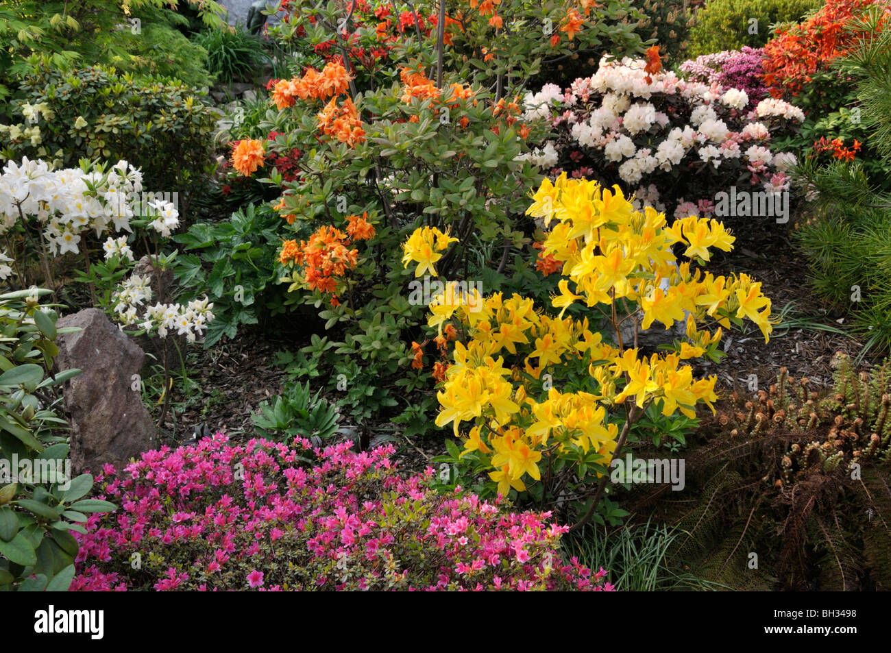 Yellow flowering rhododendron hi-res stock photography and images - Alamy