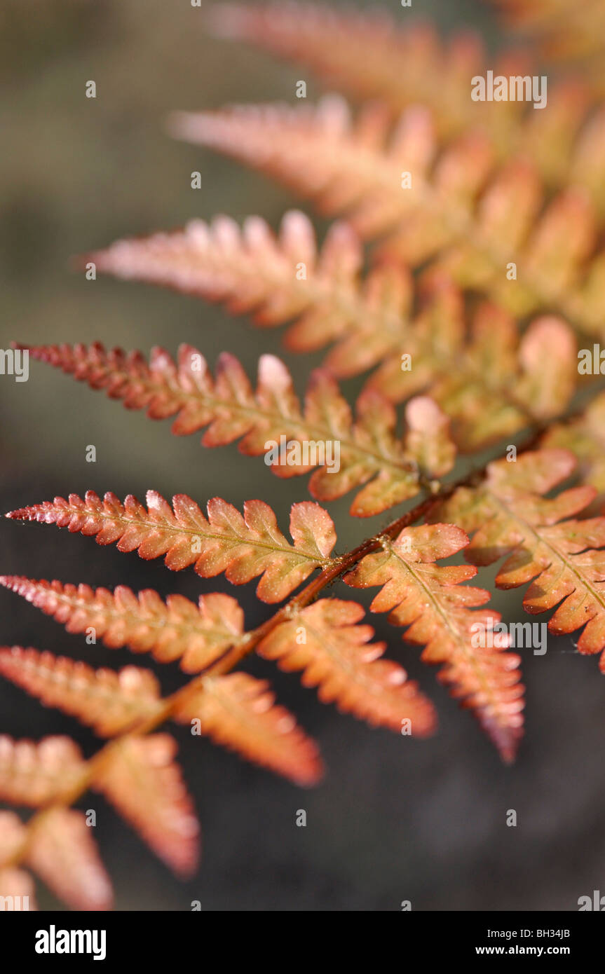 Uniformed male fern (Dryopteris uniformis) Stock Photo