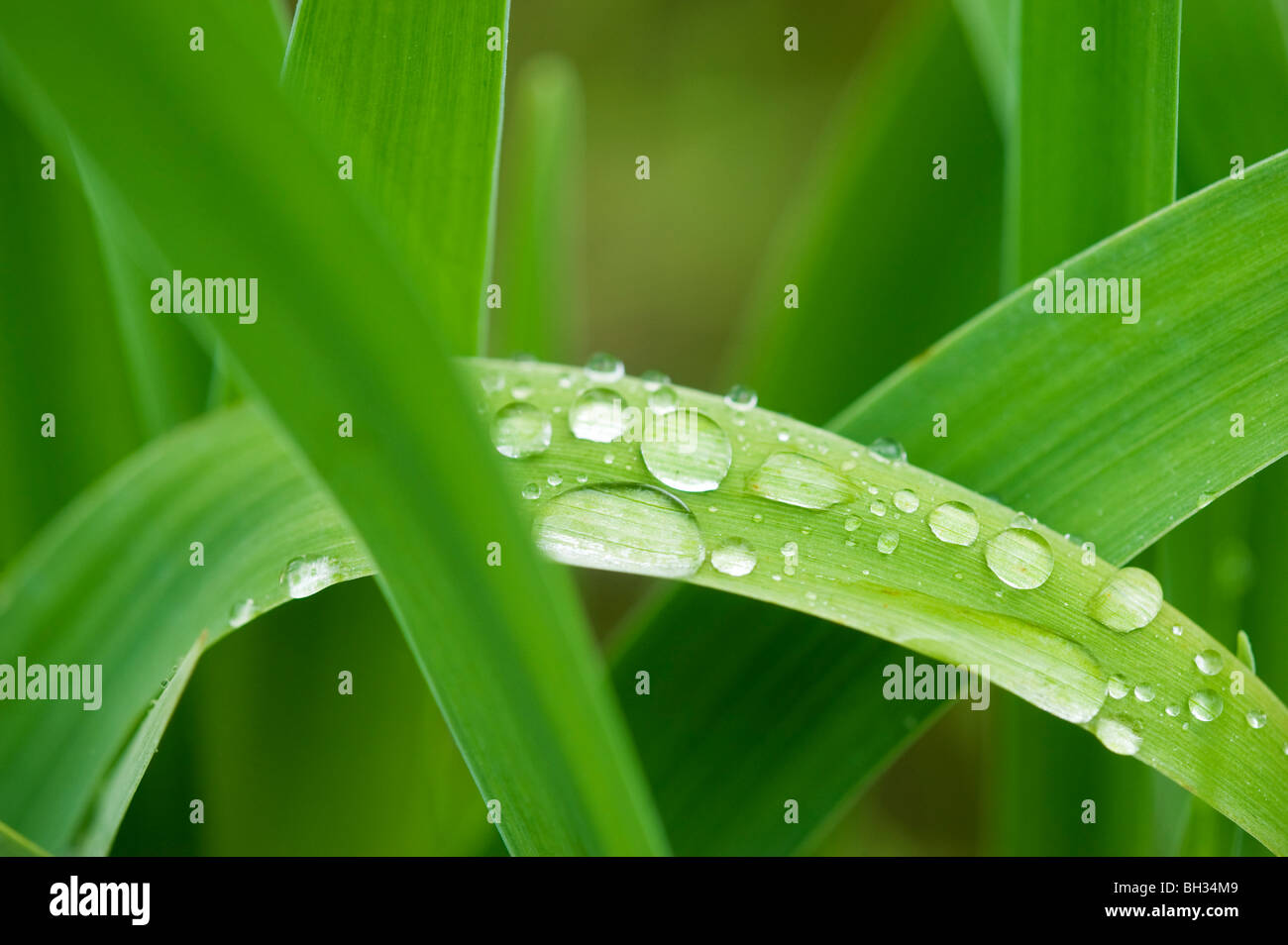 Raindrops on drooping leaves of blue flag (Iris versicolor) at edge of beaver pond, Sudbury, Ontario, Canada Stock Photo