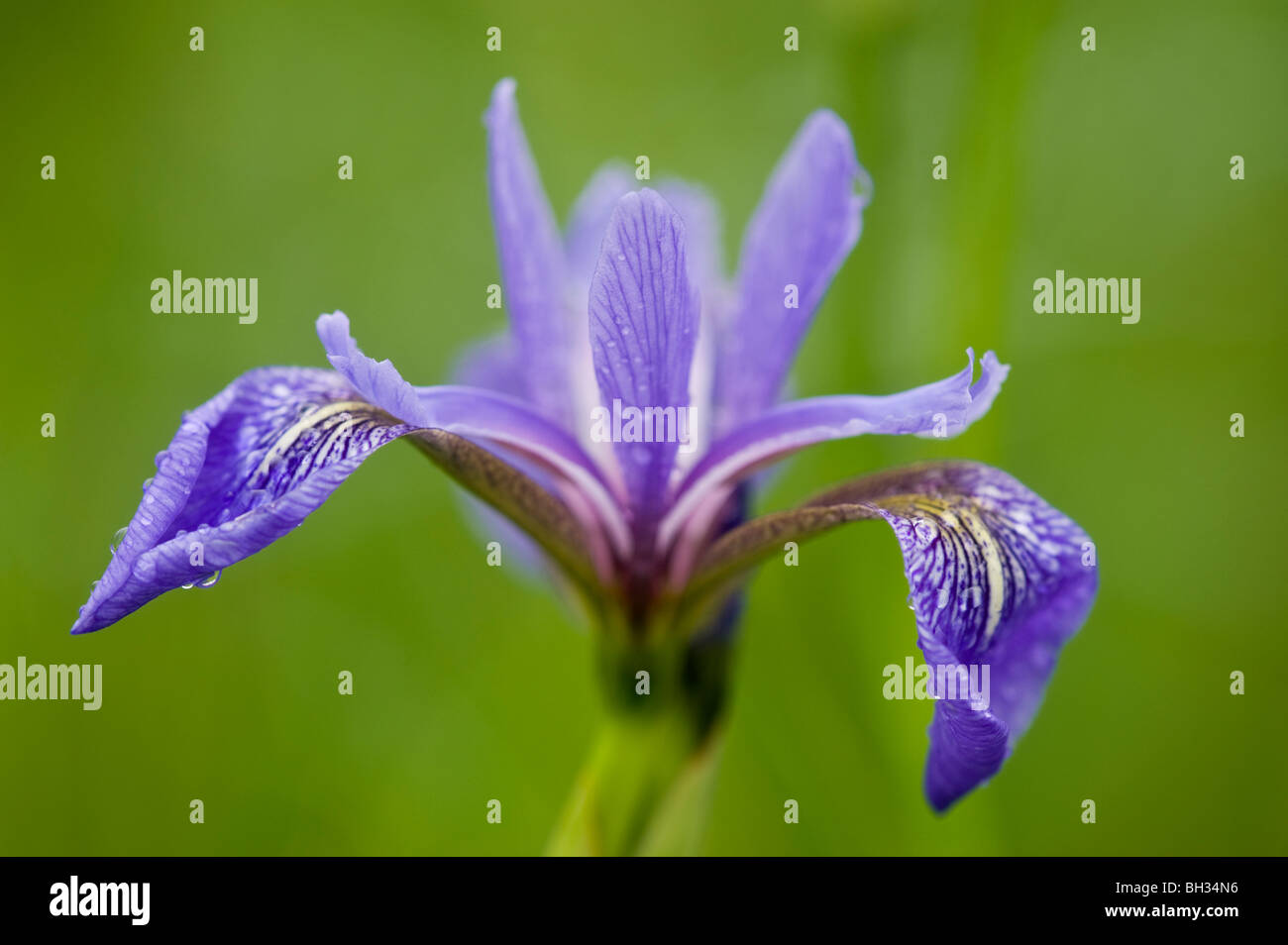 Blue Flag Iris Versicolor Flower Hi res Stock Photography And Images blue-flag-iris-versicolor-flower-hi-res-stock-photography-and-images