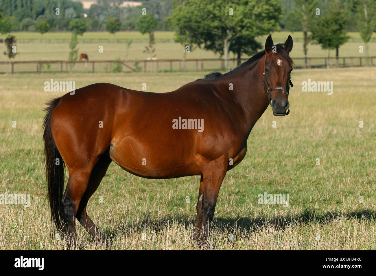 FRENCH SADDLE HORSE AT THE STUD FARM, ORNE (61), FRANCE Stock Photo Alamy
