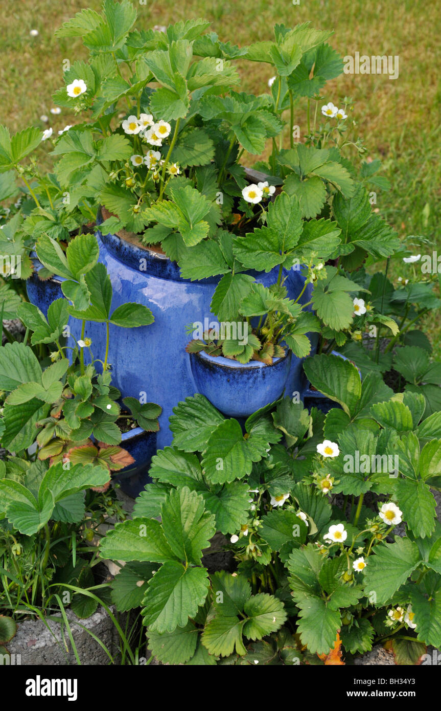 Garden strawberry (Fragaria x ananassa) in a blue tub Stock Photo