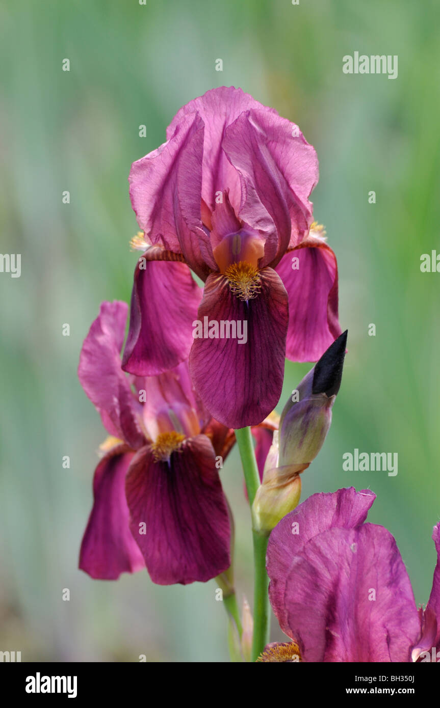Tall bearded iris (Iris barbata elatior 'Deutscher Rotwein') Stock Photo