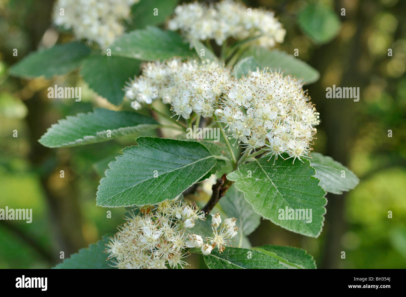 Vosges whitebeam (Sorbus mougeotii) Stock Photo
