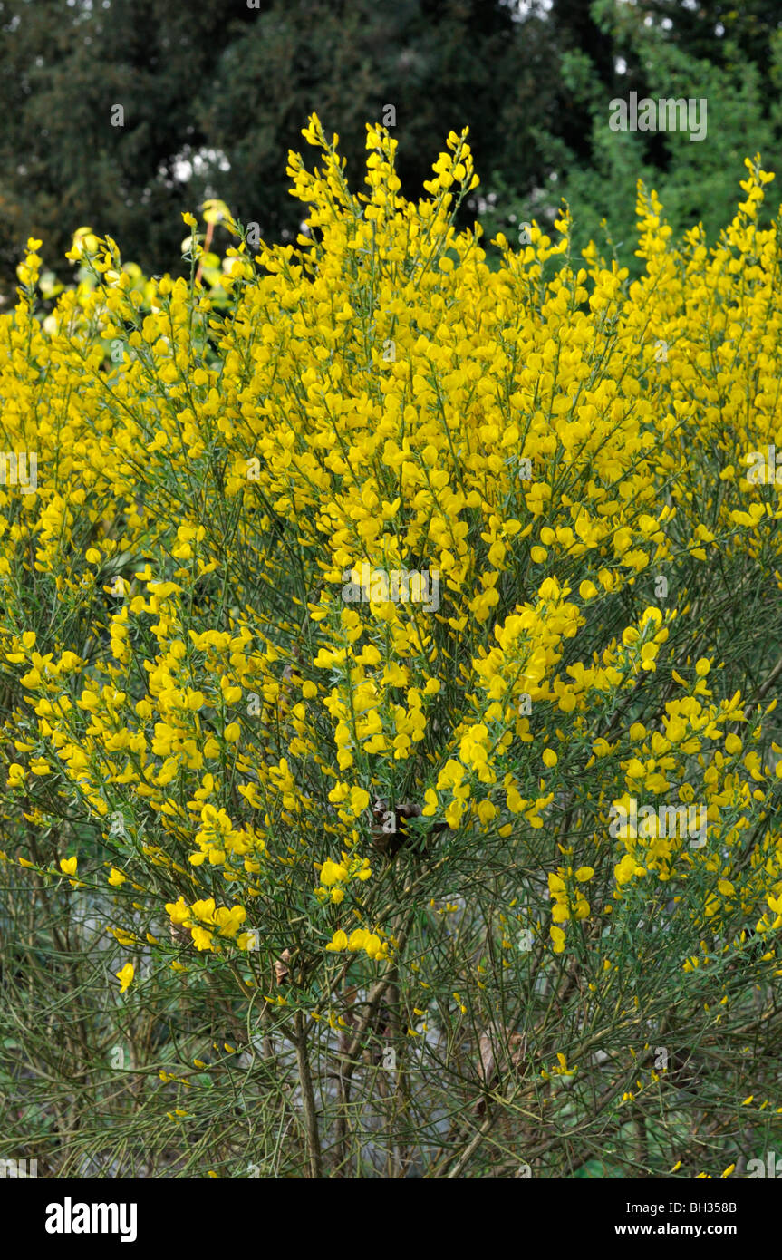 Kew broom (Cytisus x kewensis) Stock Photo