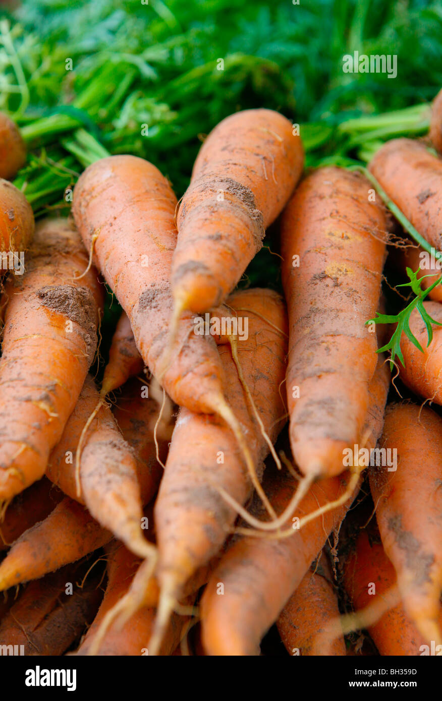 Bunches of freshly grown organic carrots. Stock Photo