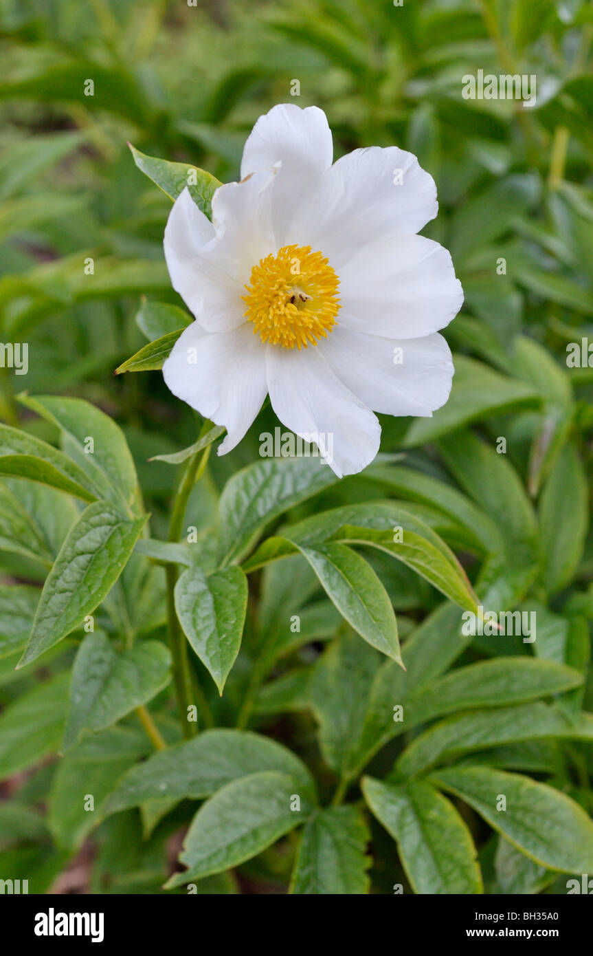 Himalayan peony (Paeonia emodi) Stock Photo