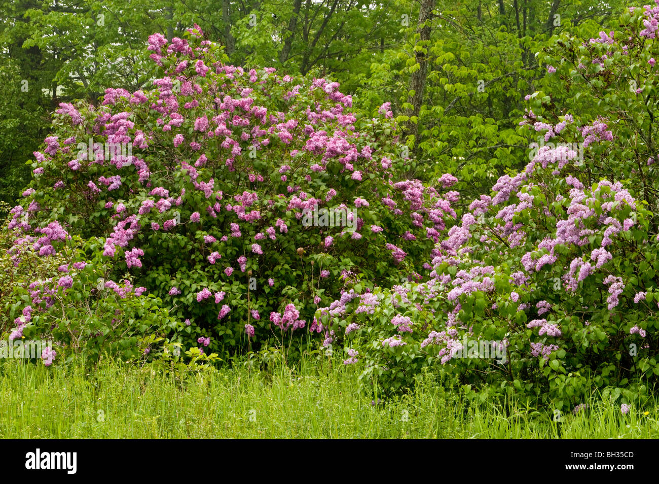 Lilac shrubs in bloom, near Little Current, Ontario, Canada Stock Photo