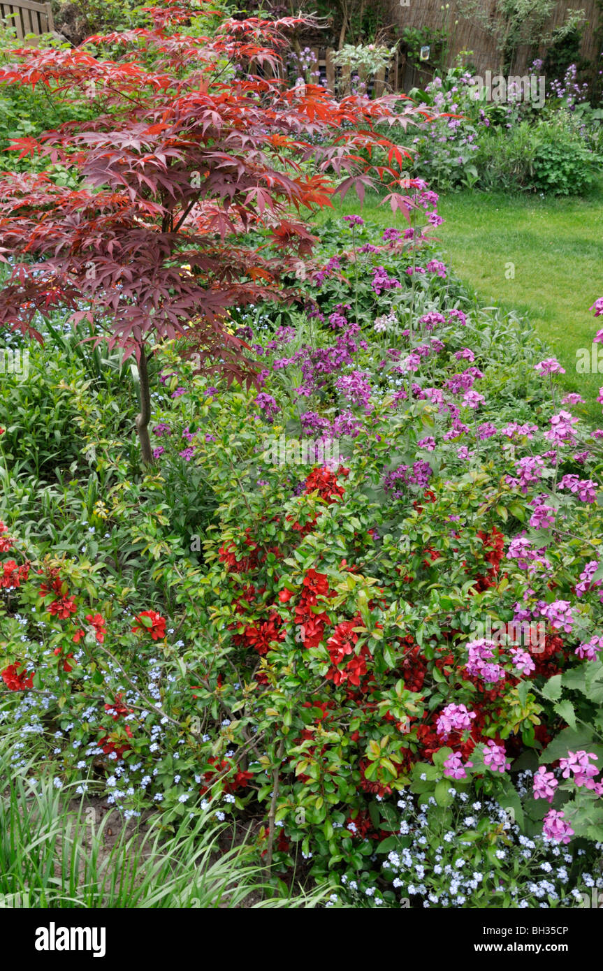Acer garden border hi-res stock photography and images - Alamy